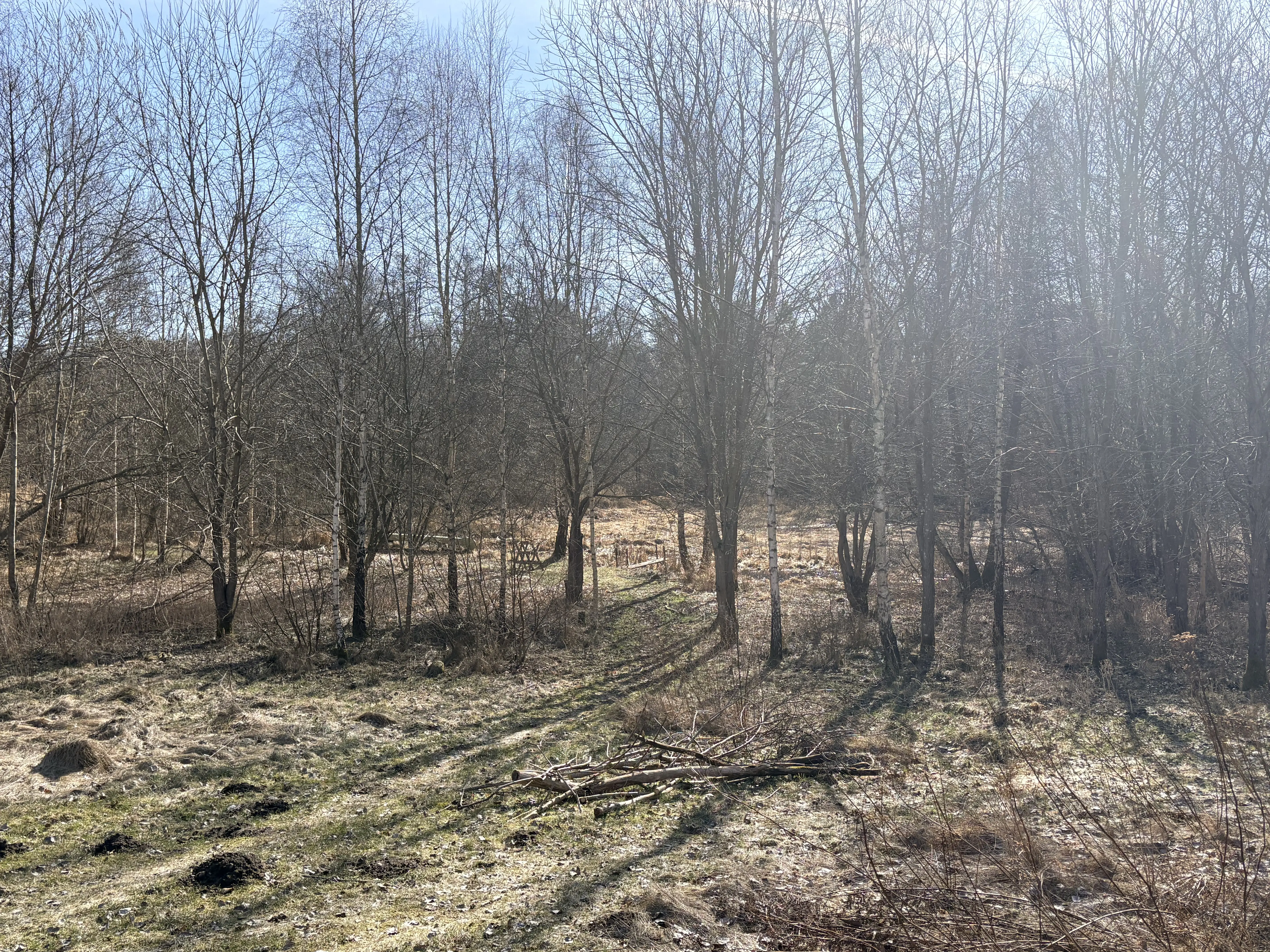 IMG_2027.jpeg 28