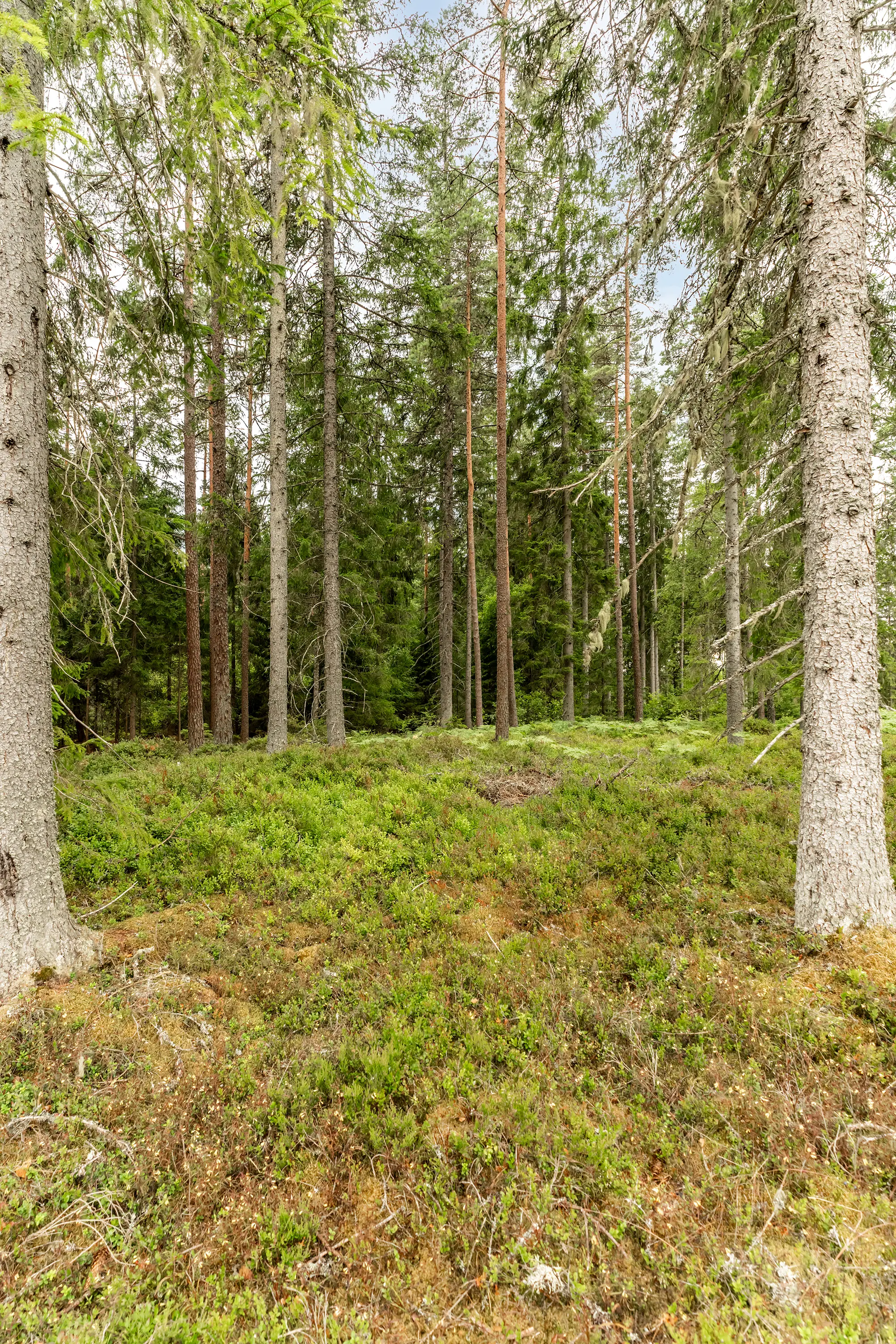 Lönshult1,Vislanda-10072026-34.jpg 40